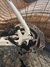 Serious Eight Ball Mountainbike - Storlek 21 tum Mountainbike säljes