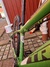 26" cykel. Trek 13" Ramar säljes