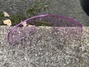 Oakley Sutro prizm low light lins Glasögon säljes