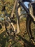 Orbea Oiz Mountainbike säljes