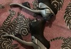 Shimano 105 växlare/bromsar för bockstyre Komponenter säljes