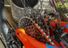 Rossignol Heretic (2021) – Enduro/All-mountain i nyskick Mountainbike säljes