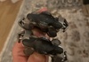 Xtr pd-m9100 Komponenter säljes