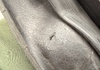 Schwalbe g-one bite Däck säljes