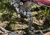 Canyon Grail AL, storlek XS – redo att rulla Cross / Gravel säljes