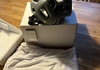 Poc ventral air MIPS Granite grey matt, strl M Hjälmar säljes