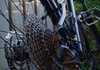 Grand Canyon 27,5 XS Mountainbike säljes