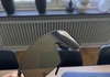 Oakley Sutro Ti (Titanium) Glasögon säljes