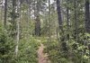 Majestic HT storlek Small (eller liknande)