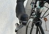 Bianchi Sempre SRAM Red Racercykel / Landsväg säljes