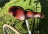 Pashley Guv’nor Racercykel / Landsväg säljes