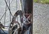 24" commencal DH i Järvsö lördag  Mountainbike säljes