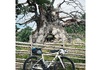 Fara F/All-Road – SRAM Force AXS, Zipp 303S – 2024, 610 mil Cross / Gravel säljes