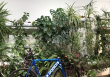 Dodici Cicli Special