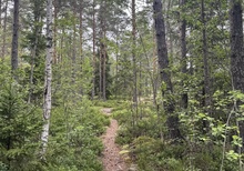 Majestic HT storlek Small (eller liknande)